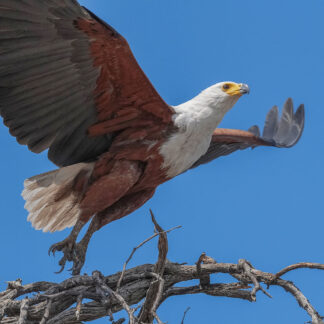 Motiv C463 - Hebe ab in Zuversicht