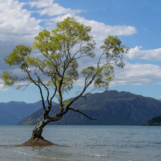 Motiv 264 - Am Wasser gepflanzt