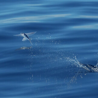 Motiv 269 - Nichts ist unmöglich